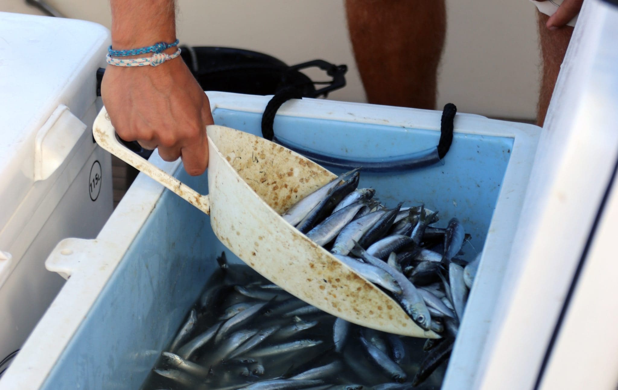 Sardines for bait