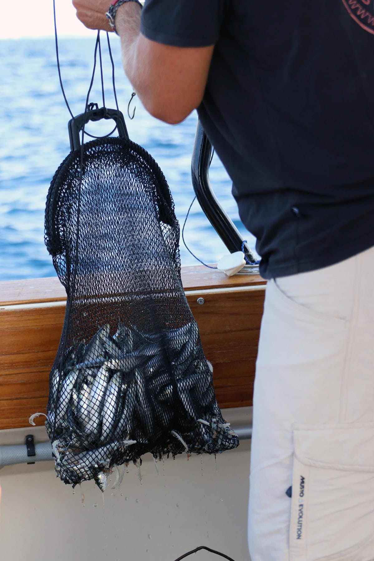 Sardines for tuna fishing