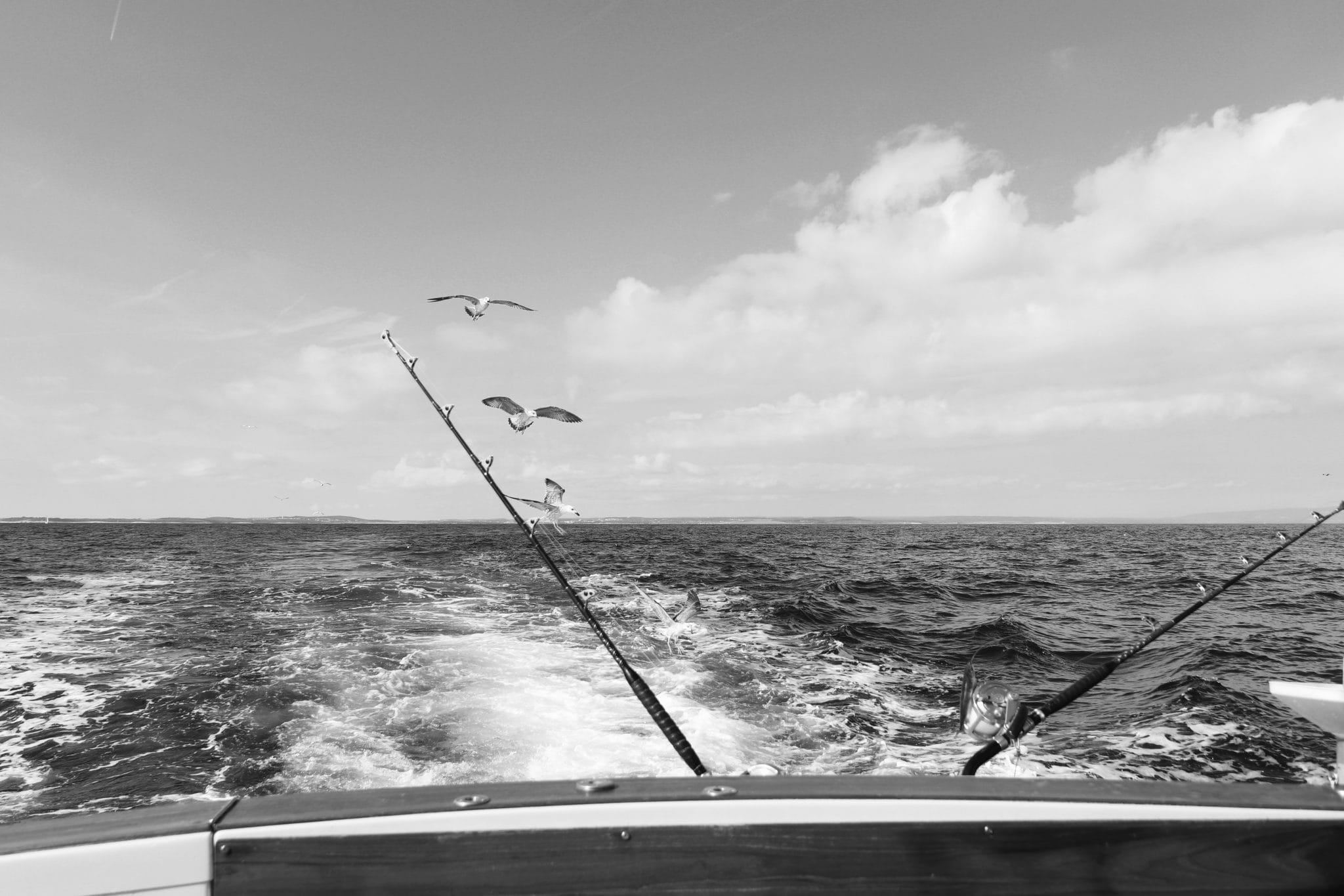 Seagulls following the boat