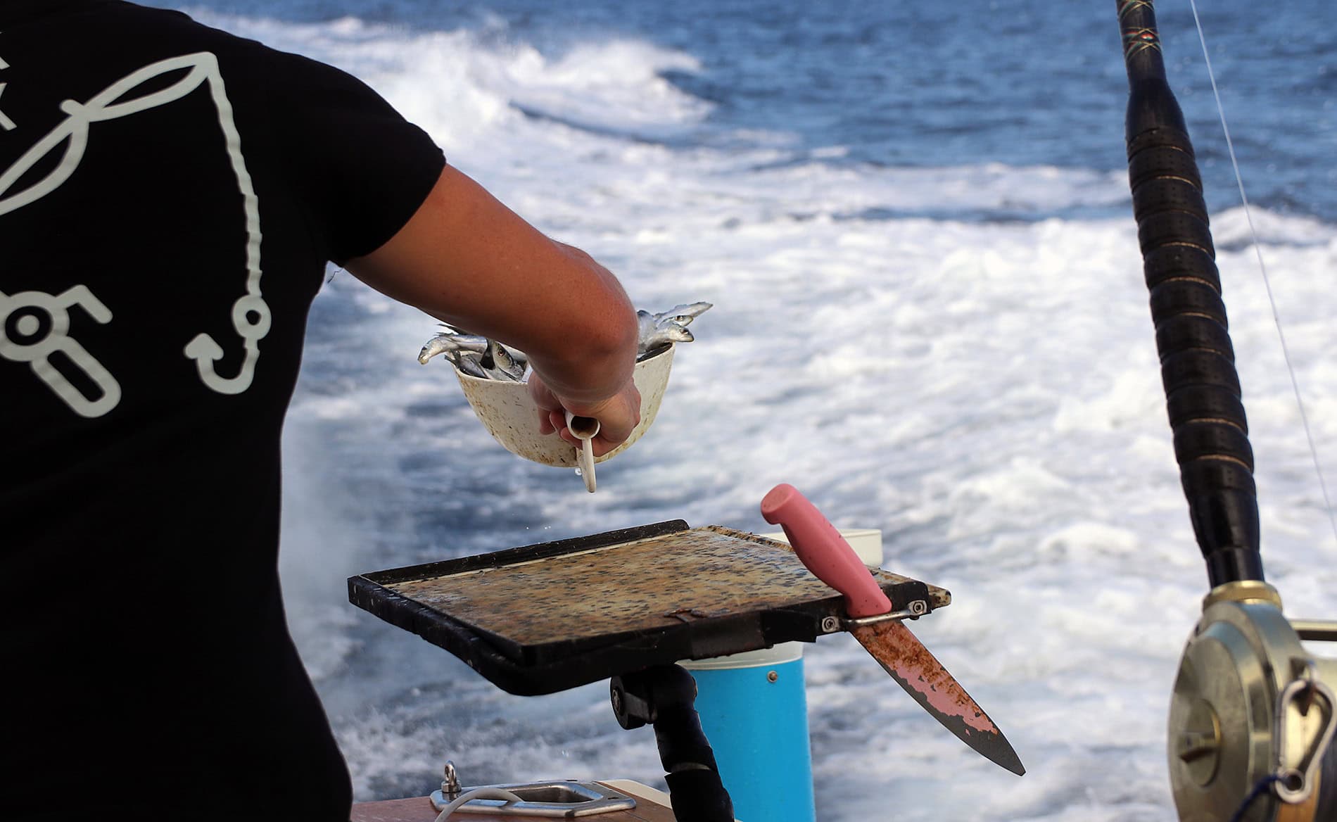 Trail of sardines for the scent