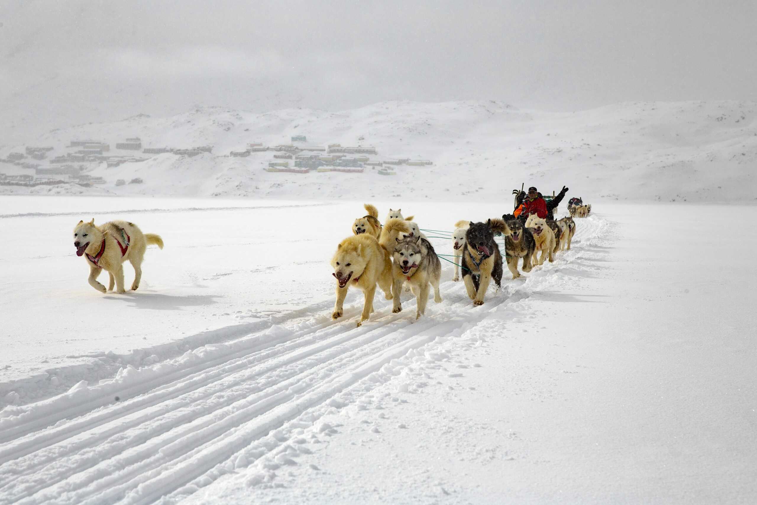 Dogsledding with Arctic Dreams. Photo by Lars Anker Møller