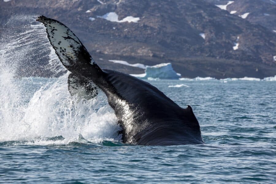 Whale's jumping over water near Tasiilaq. Photo by Lars Anker Møller-min