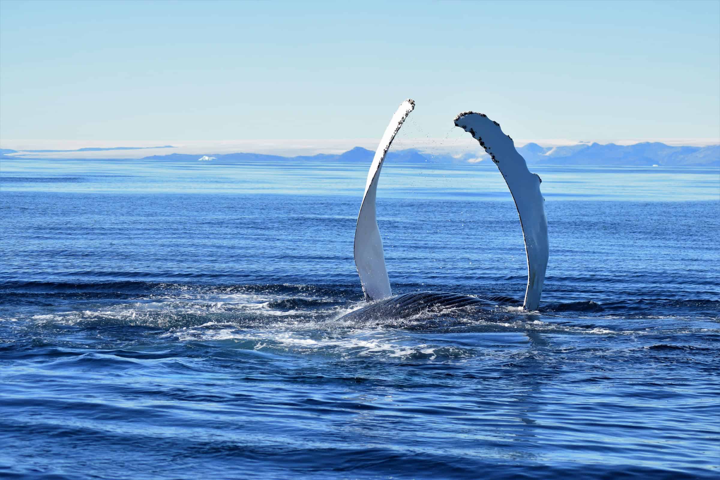 Whale spotted near Tasiilaq.