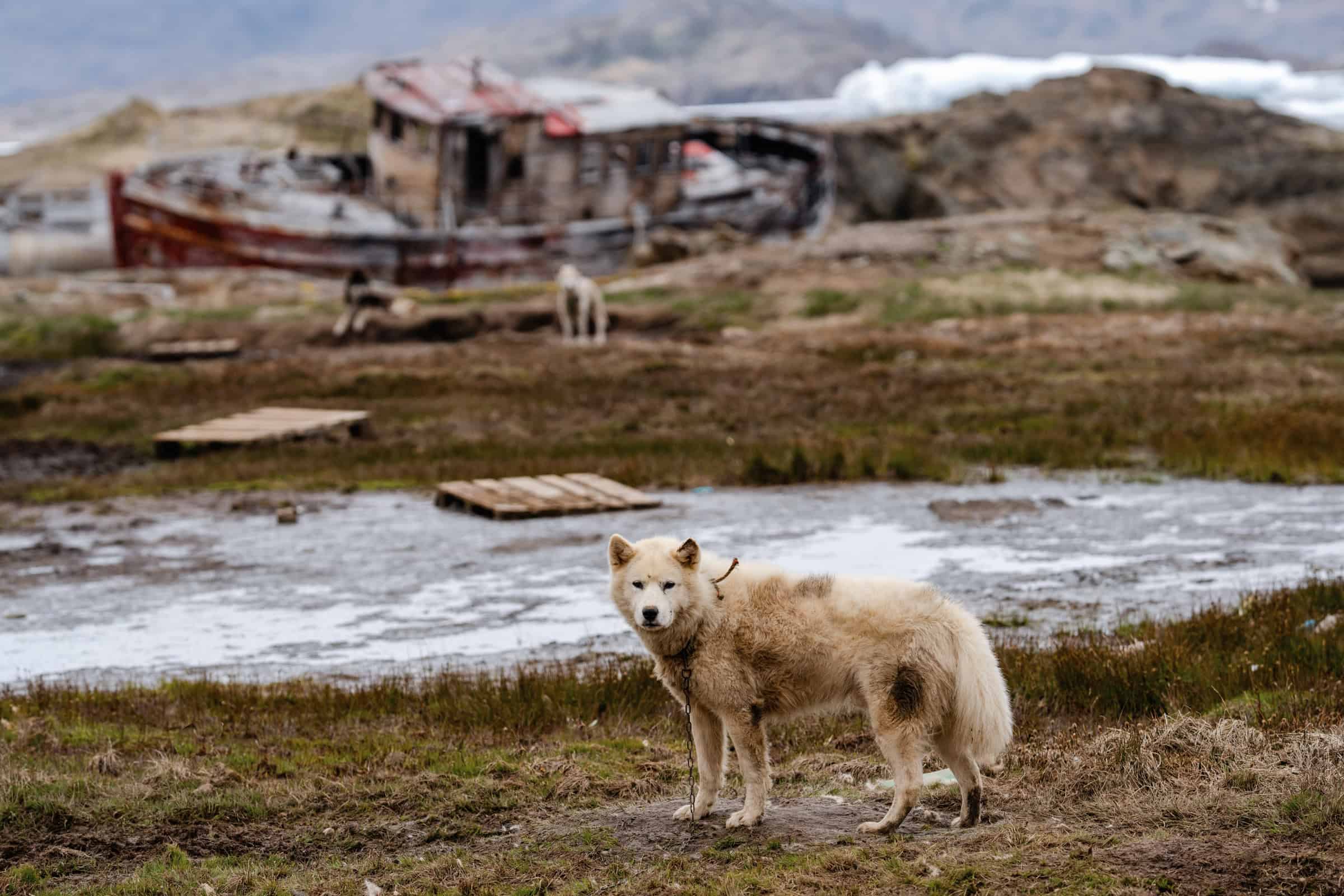 Sled dogs in Tasiilaq. Photo by Filip Gielda