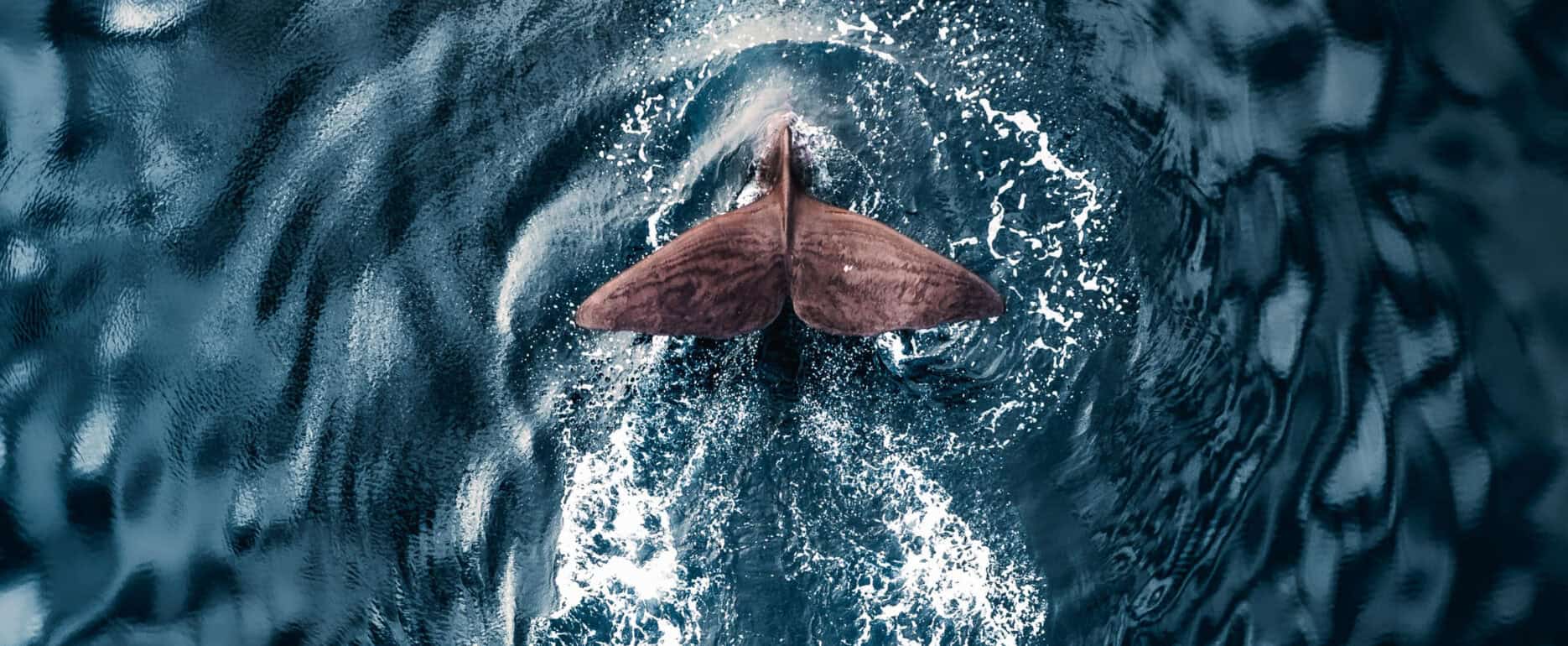 Waving goodbye before the next dive - sperm whale.