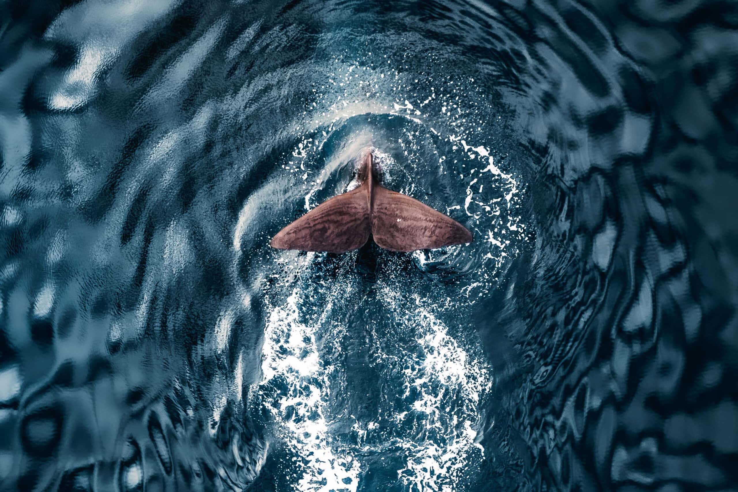 Waving goodbye before the next dive - sperm whale.