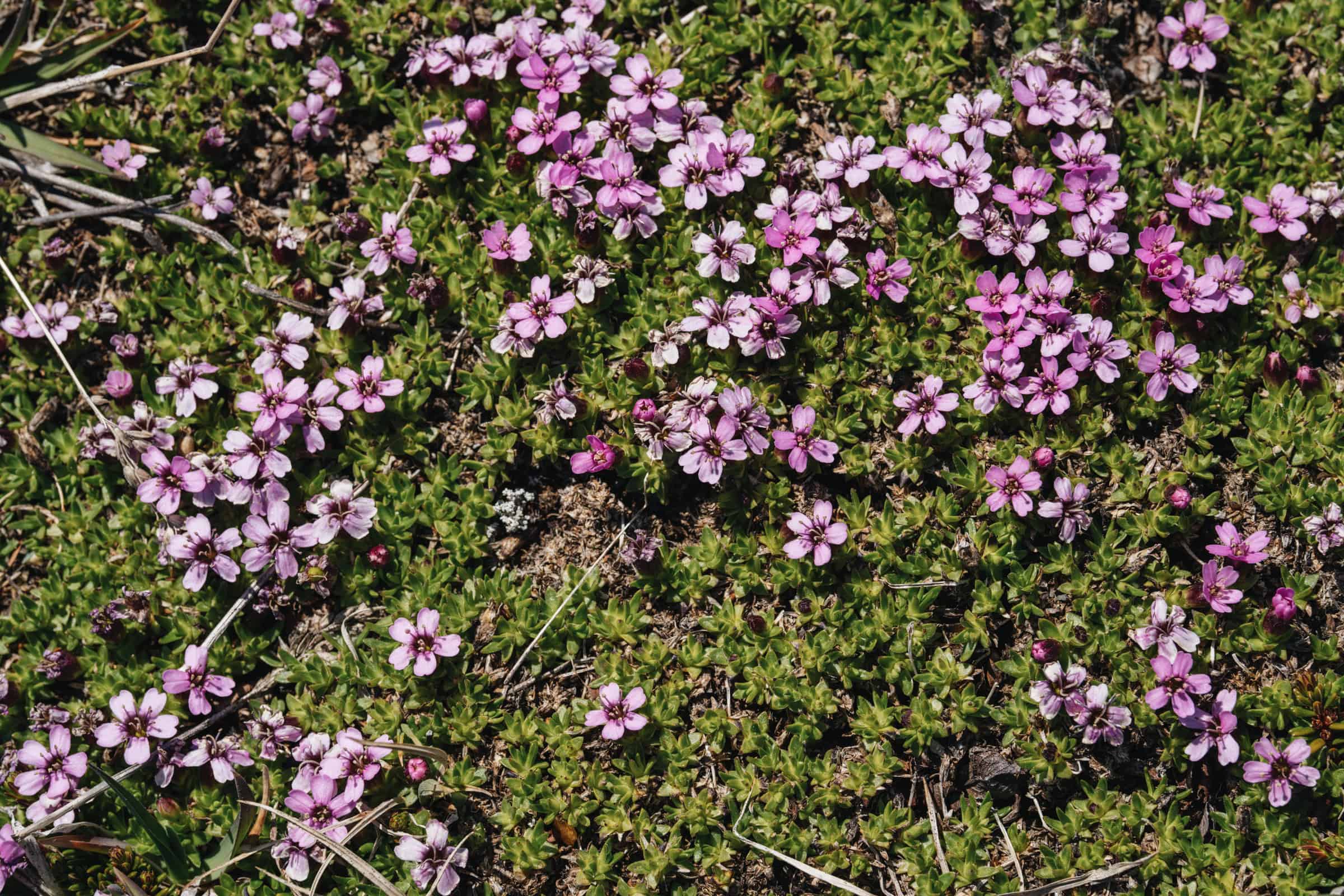 Flowers in Tiilerilaaq. Photo by Filip Gielda - Visit East Greenland