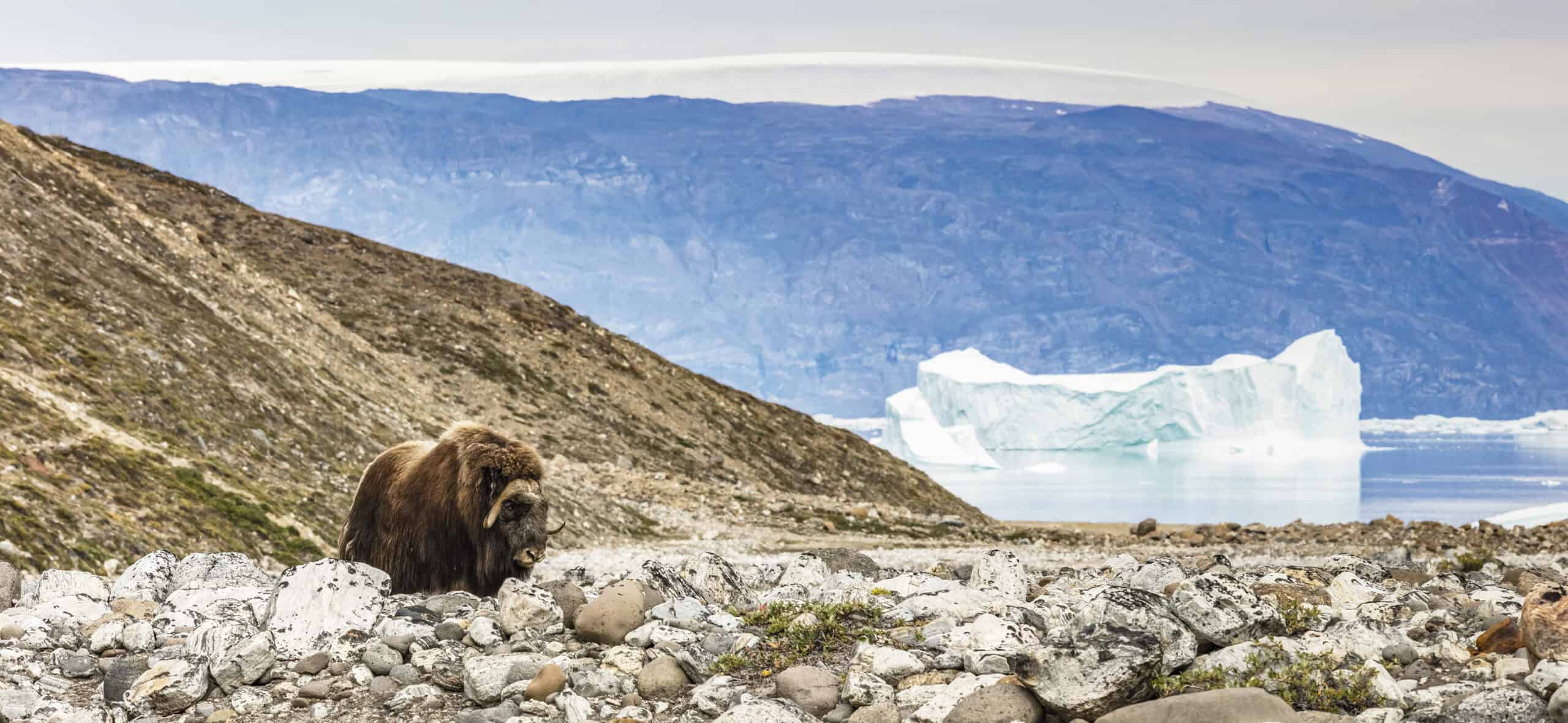 Muskox i Scoresbysund. Photo by Carsten Egevang - Visit East Greenland