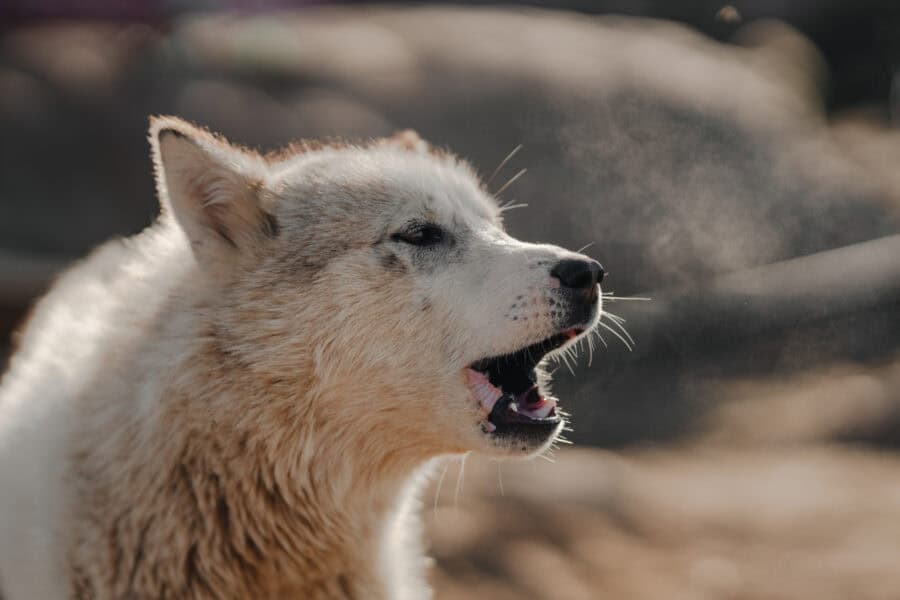 A lot to say. Photo: Filip Gielda - Visit East Greenland