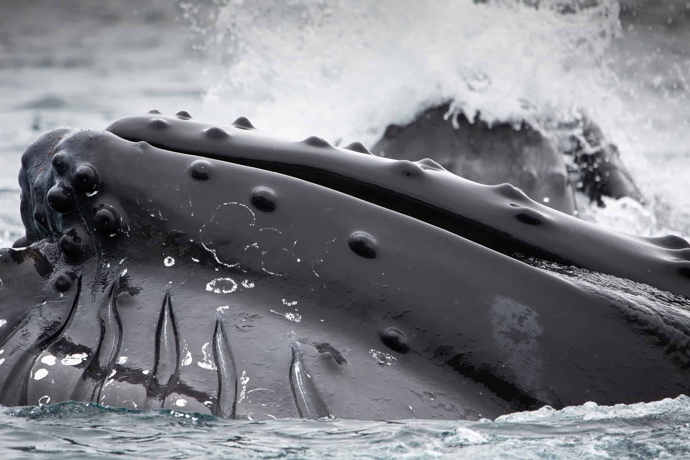 Close up whale. Photo by Lars Anker Møller - Visit East Greenland