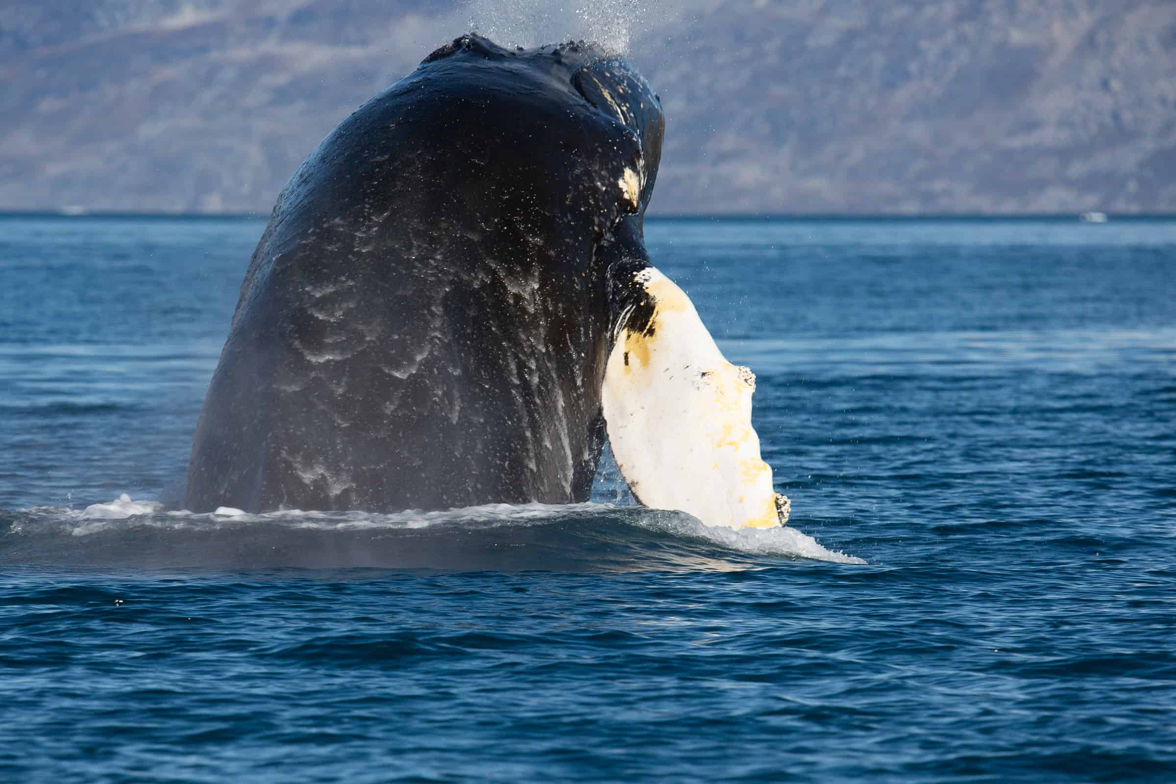 Whale surfacing close to boat on whale safari. Photo by Lars Anker Møller - Visit East Greenland