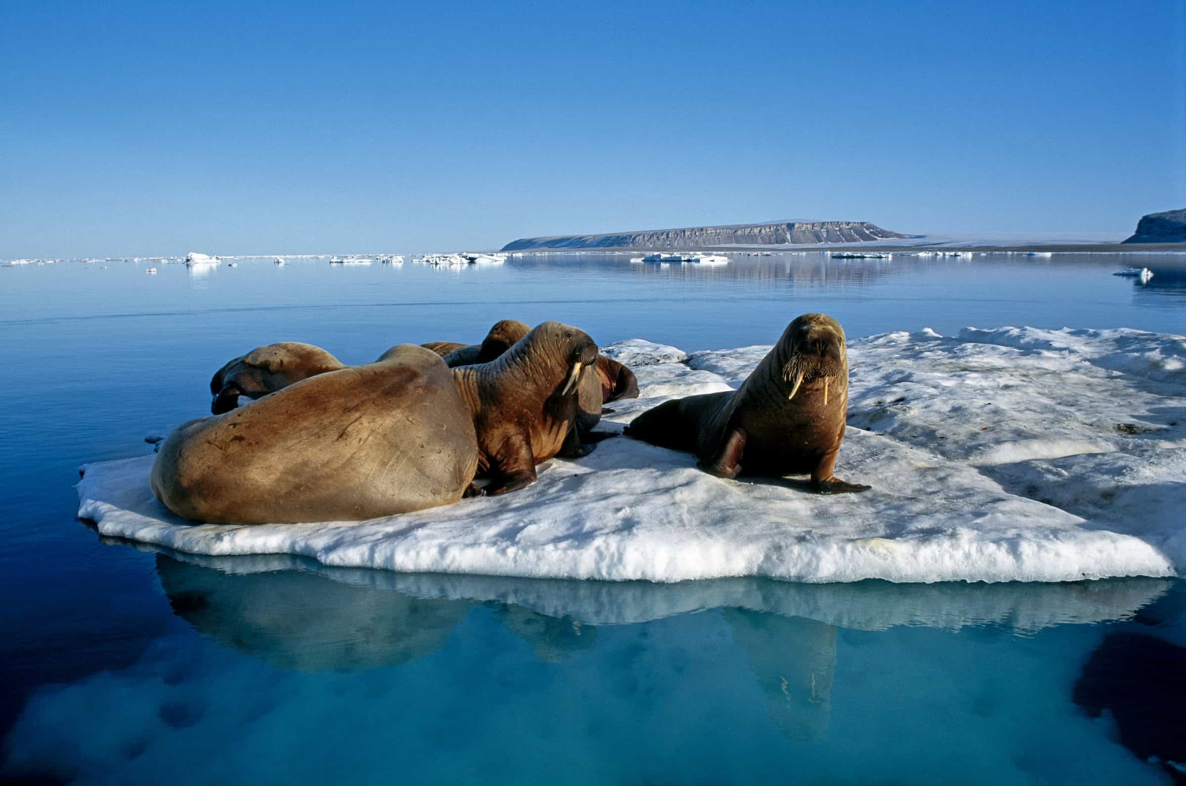 Walruses on an ice floe.