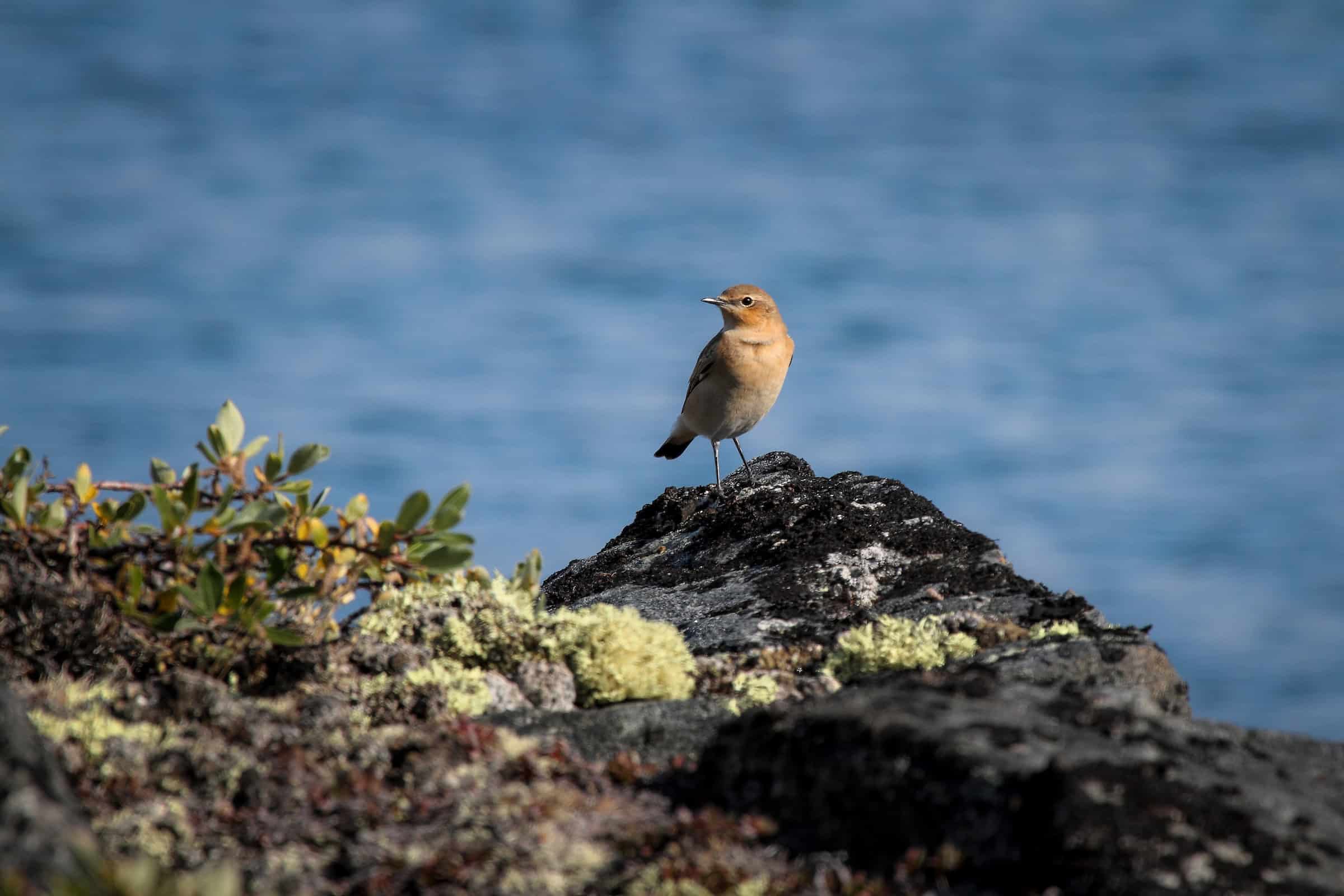 White-crowned wheatear. Photo by Aqqa R. Asvid - Visit Greenland