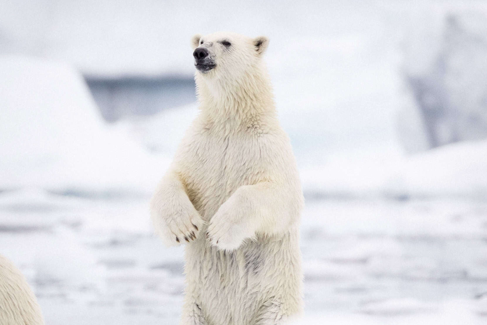 Polar Bear standing on two feet in East Greenland.