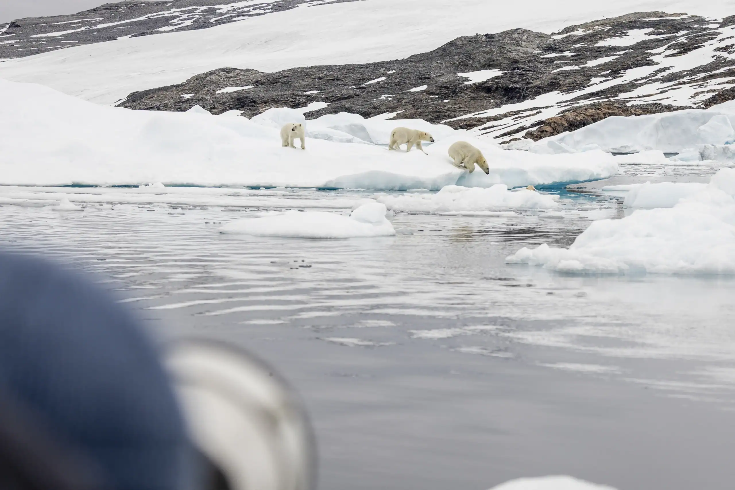 Polar bears walking on ice floes in East Greenland with snowy mountains in the background.
