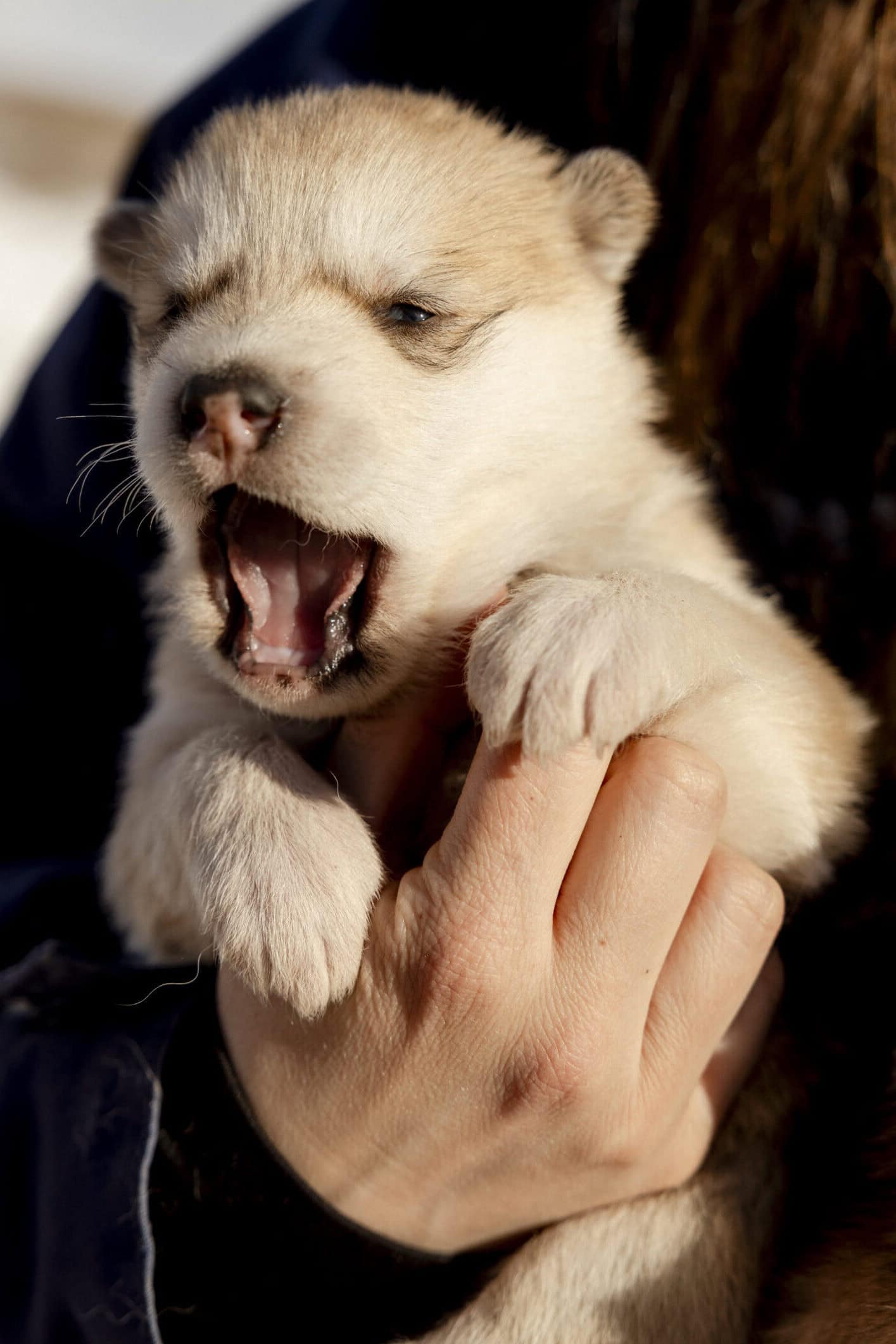 Yawning puppy.