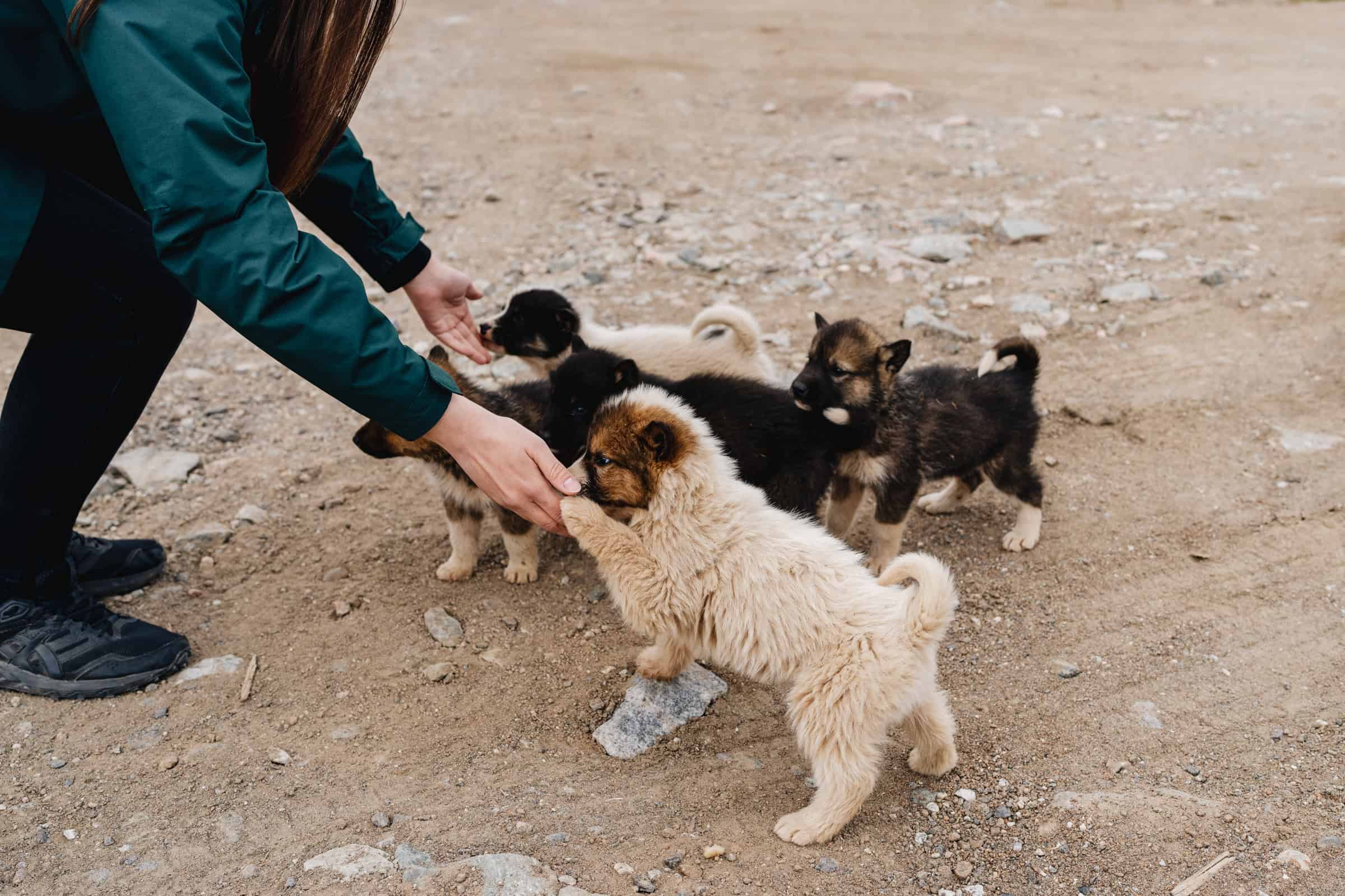 Petting the sled dog puppies. Photo by Filip Gielda - Visit East Greenland