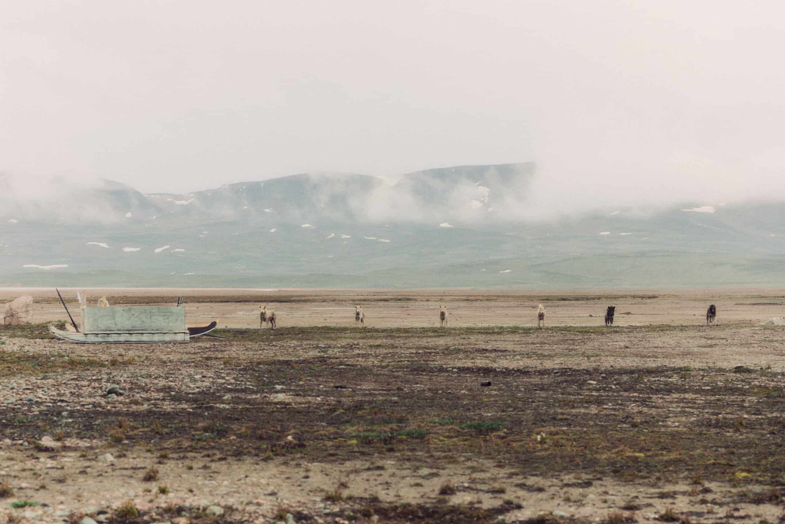 Sled dogs in Ittoqqortoormiit during sumer time.