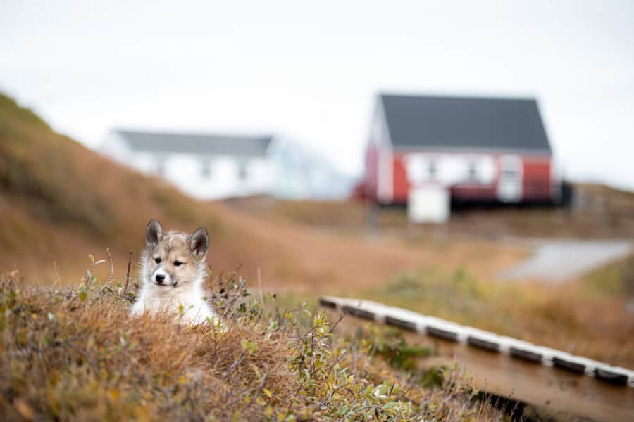 Sled dog puppy in the flower valley.