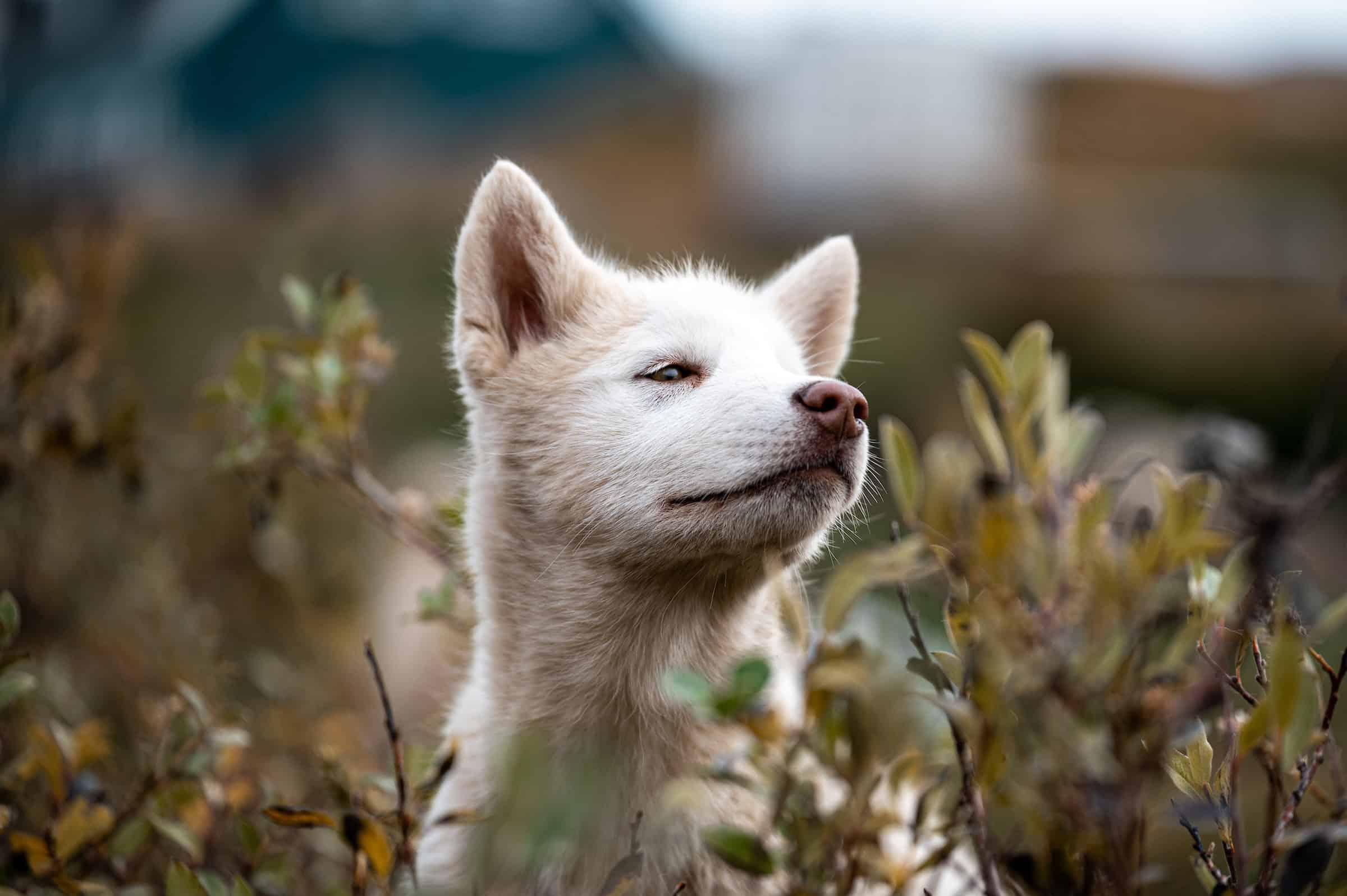Puppy hiding in the plants of the flower valley in Tasiilaq.