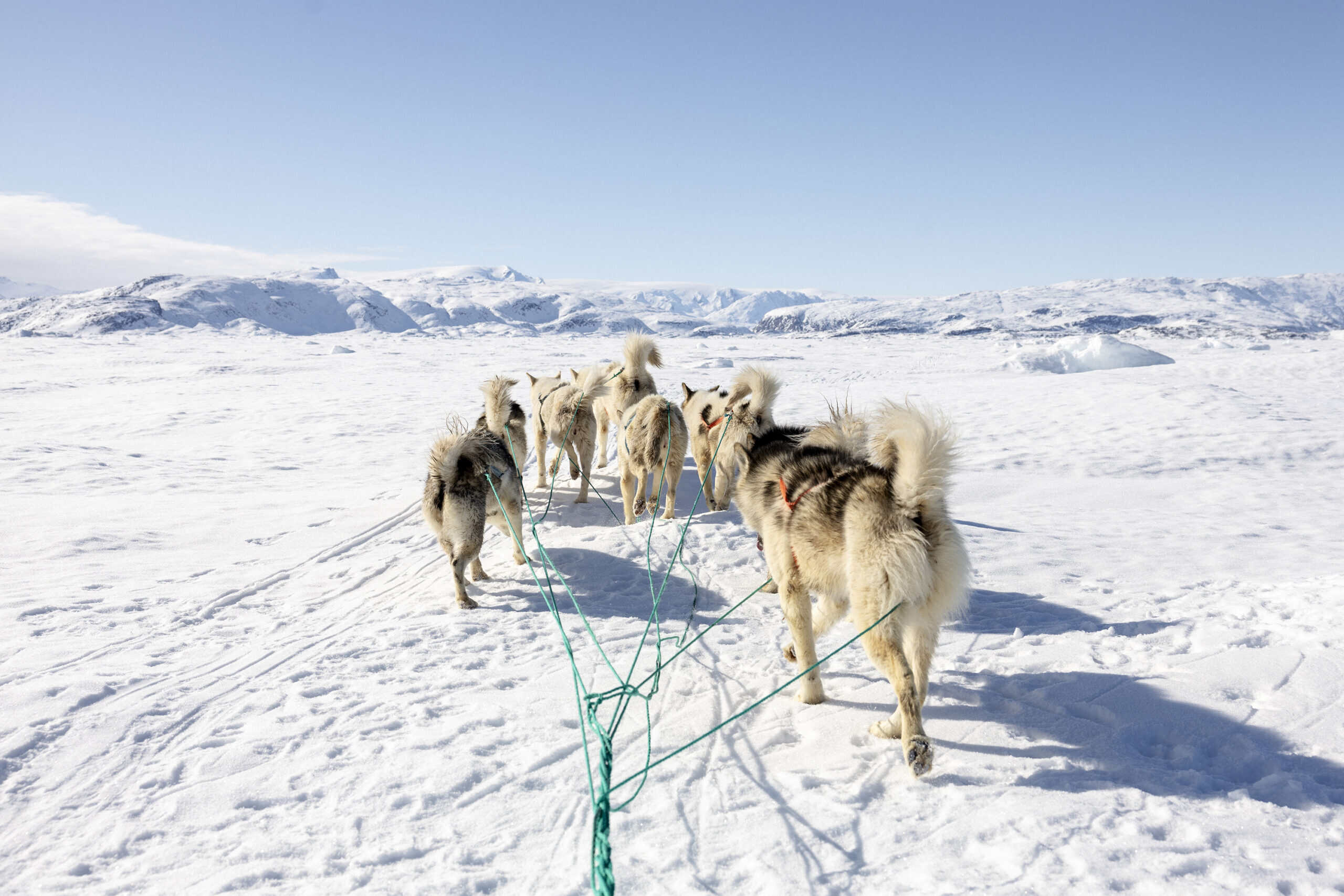 Dogsledding in the backyard of Tasiilaq.