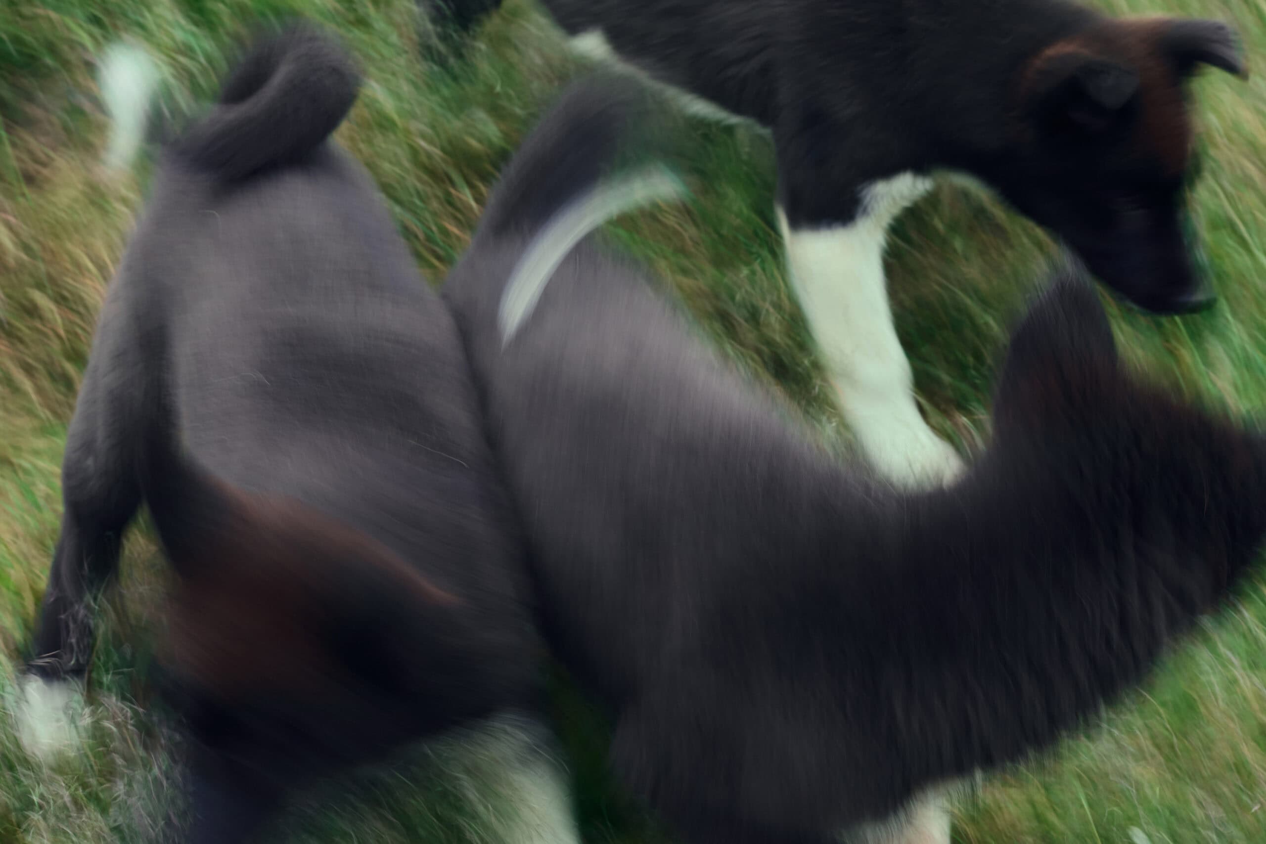 Sleddog puppies playing.