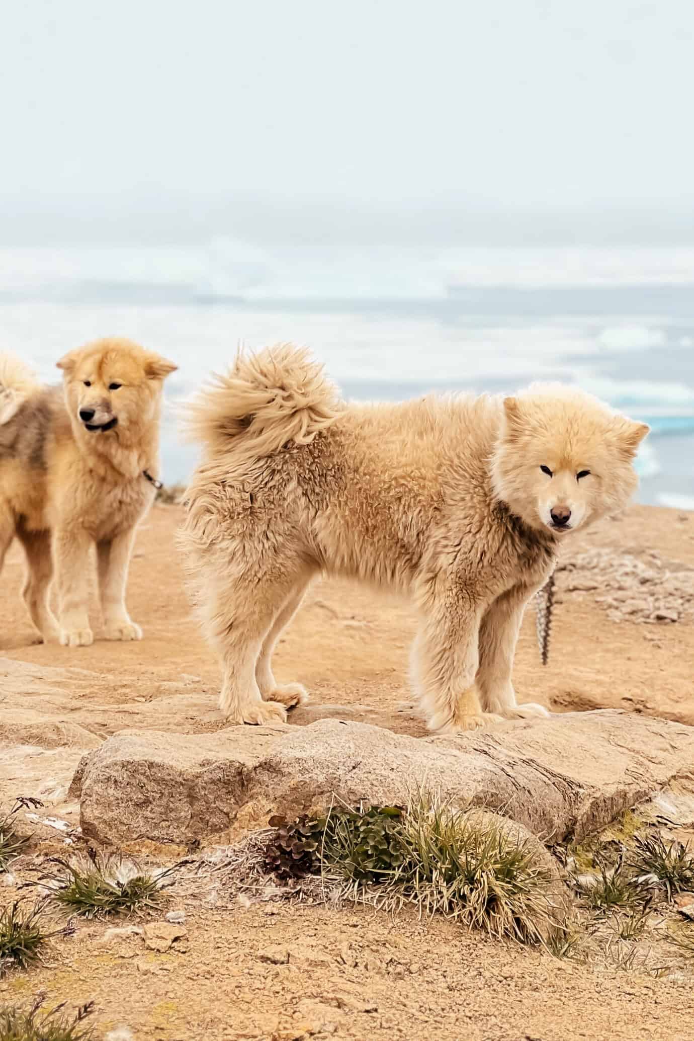 Sleddogs of Tasiilaq.