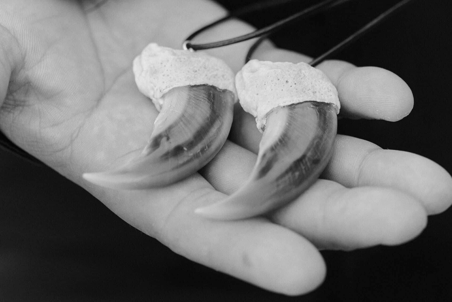 Close up of two polar bear claws that have been transformed into jewelry by a local artist.