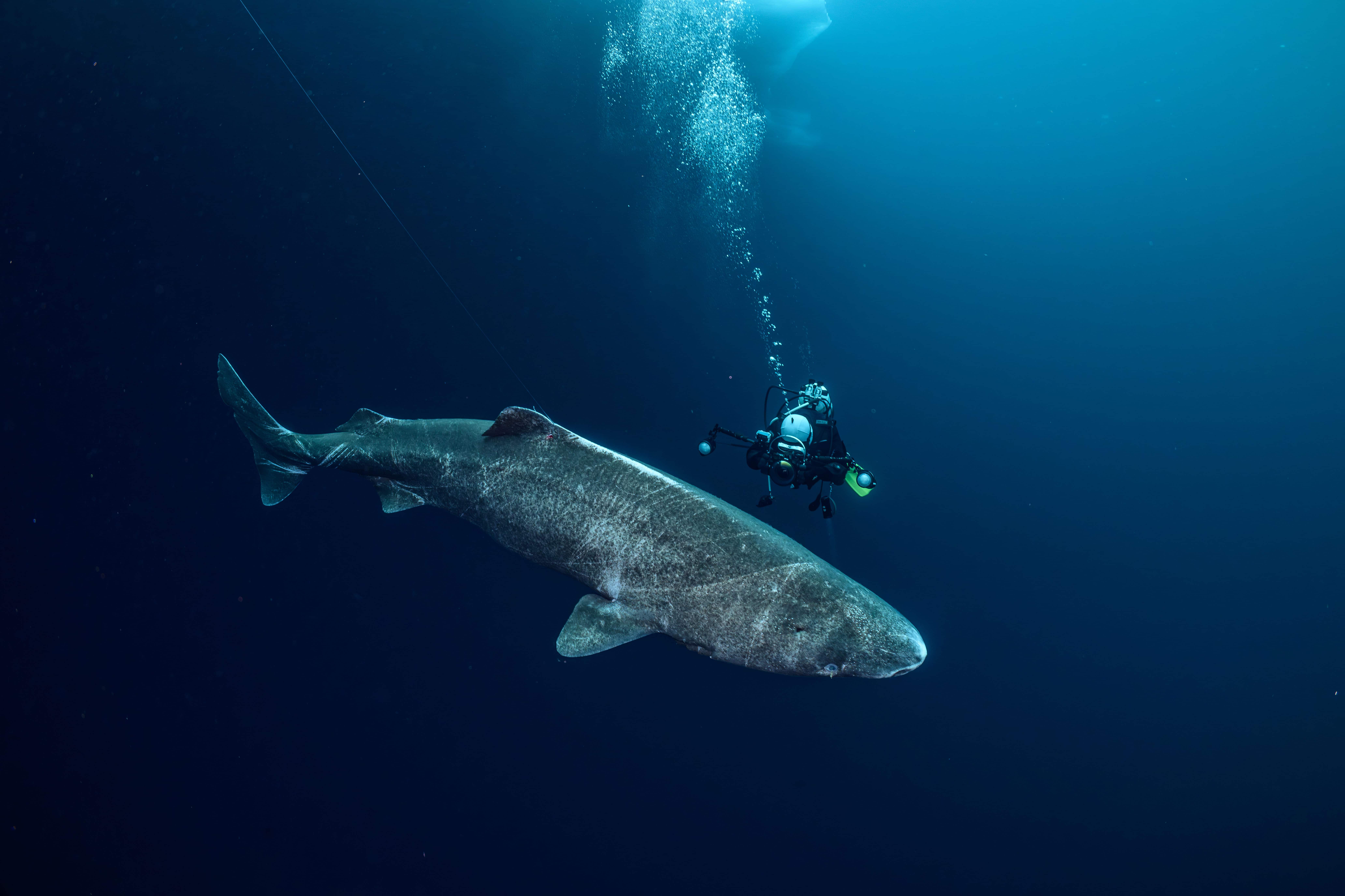 Diving next to a Greenland shark.