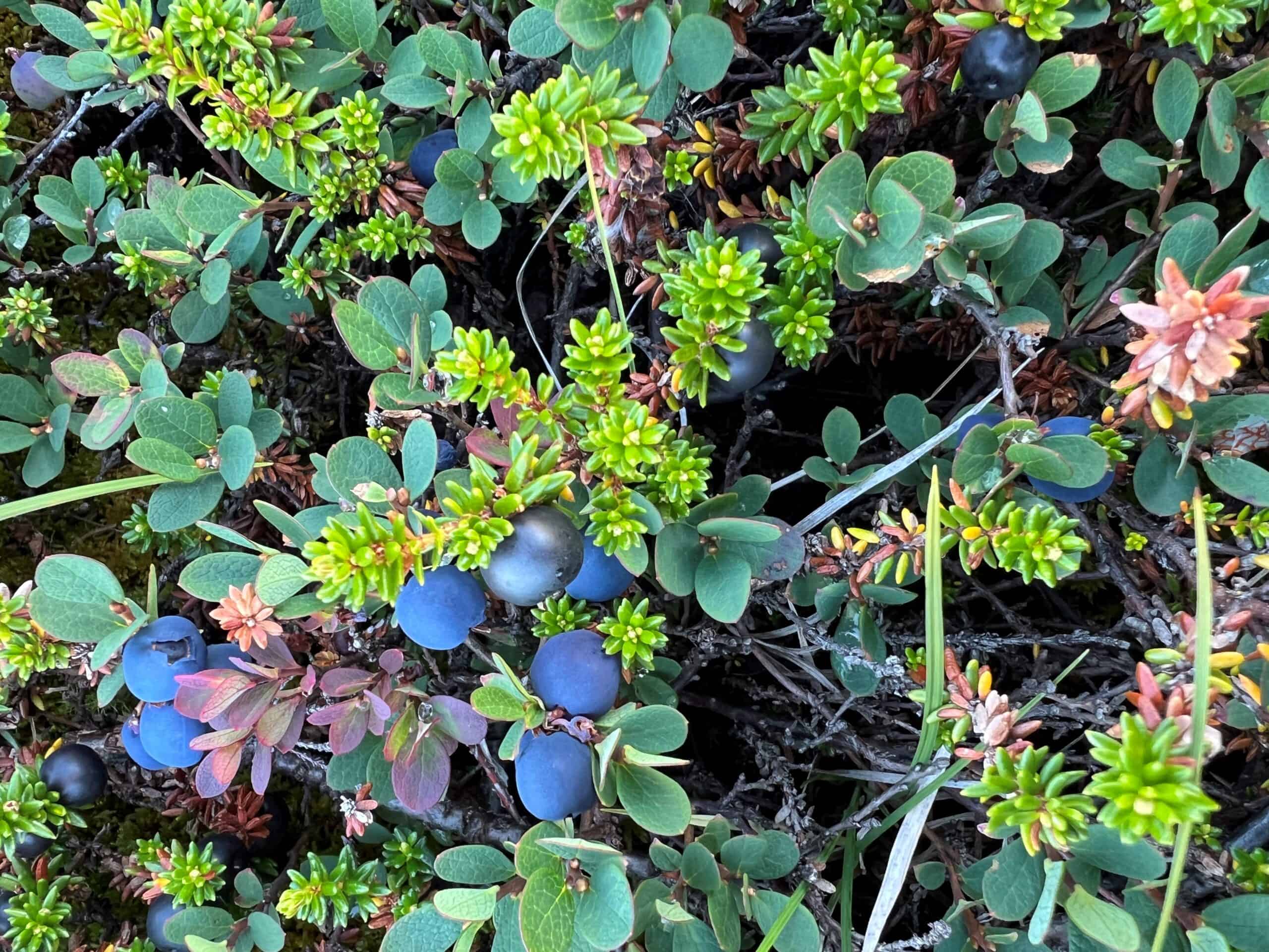 Blueberries and crowberries growing near Kuummiut.