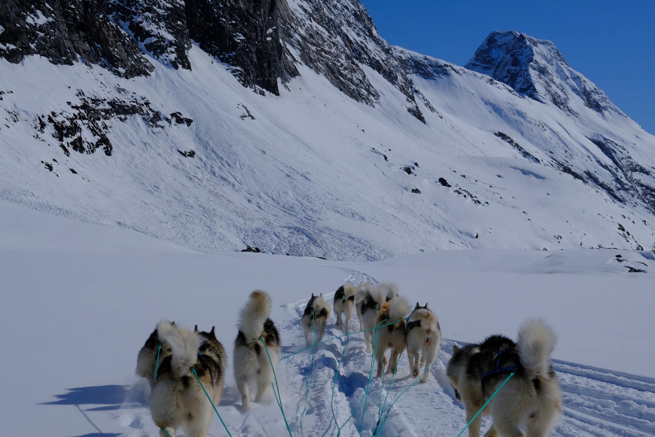 The East Greenlandic sled dog carrying the sled through the winter landscape of the Ammassalik region in East Greenland.