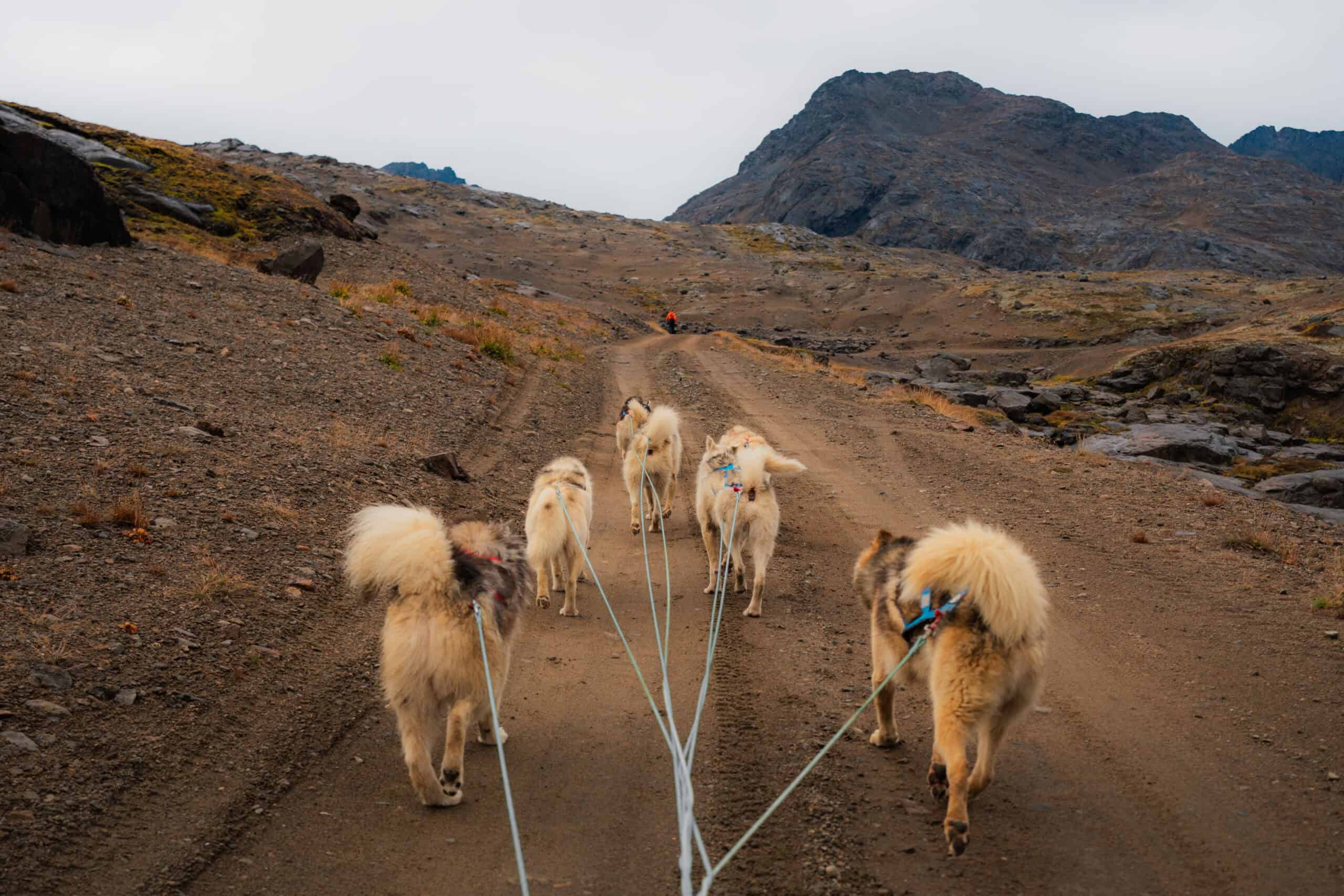 Dogsledding during summer on the gravel road outside Tasiilaq.