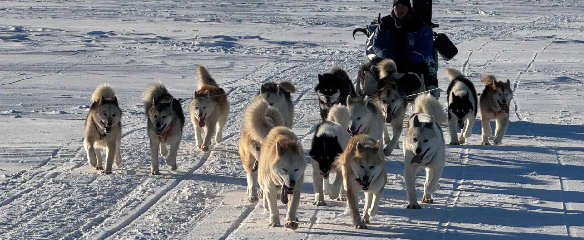 A dog sled traversing on the frozen sea ice outside Ittoqqortoormiit.