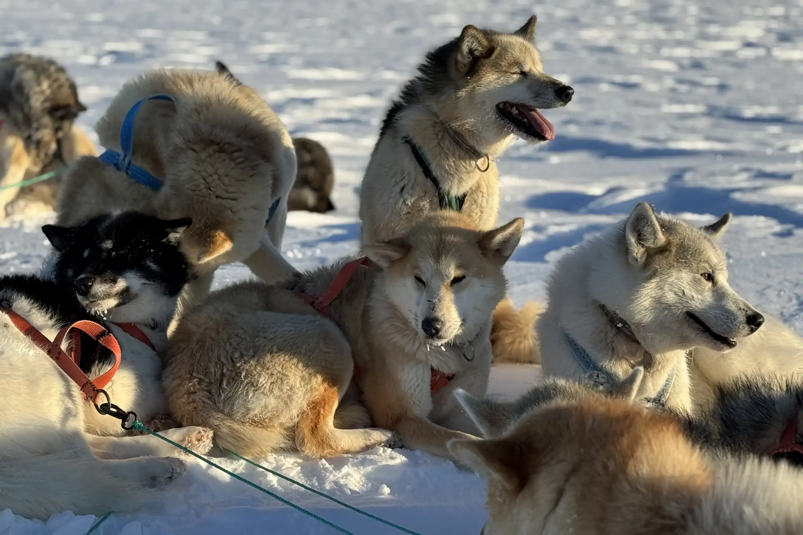 A pack of sled dogs during a break enjoying the sun.