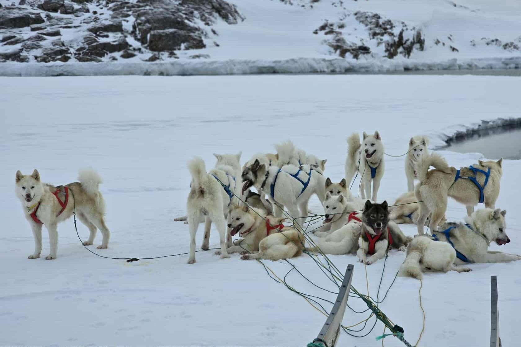 Kiijali's pack of dogs taking a break near the ice edge.