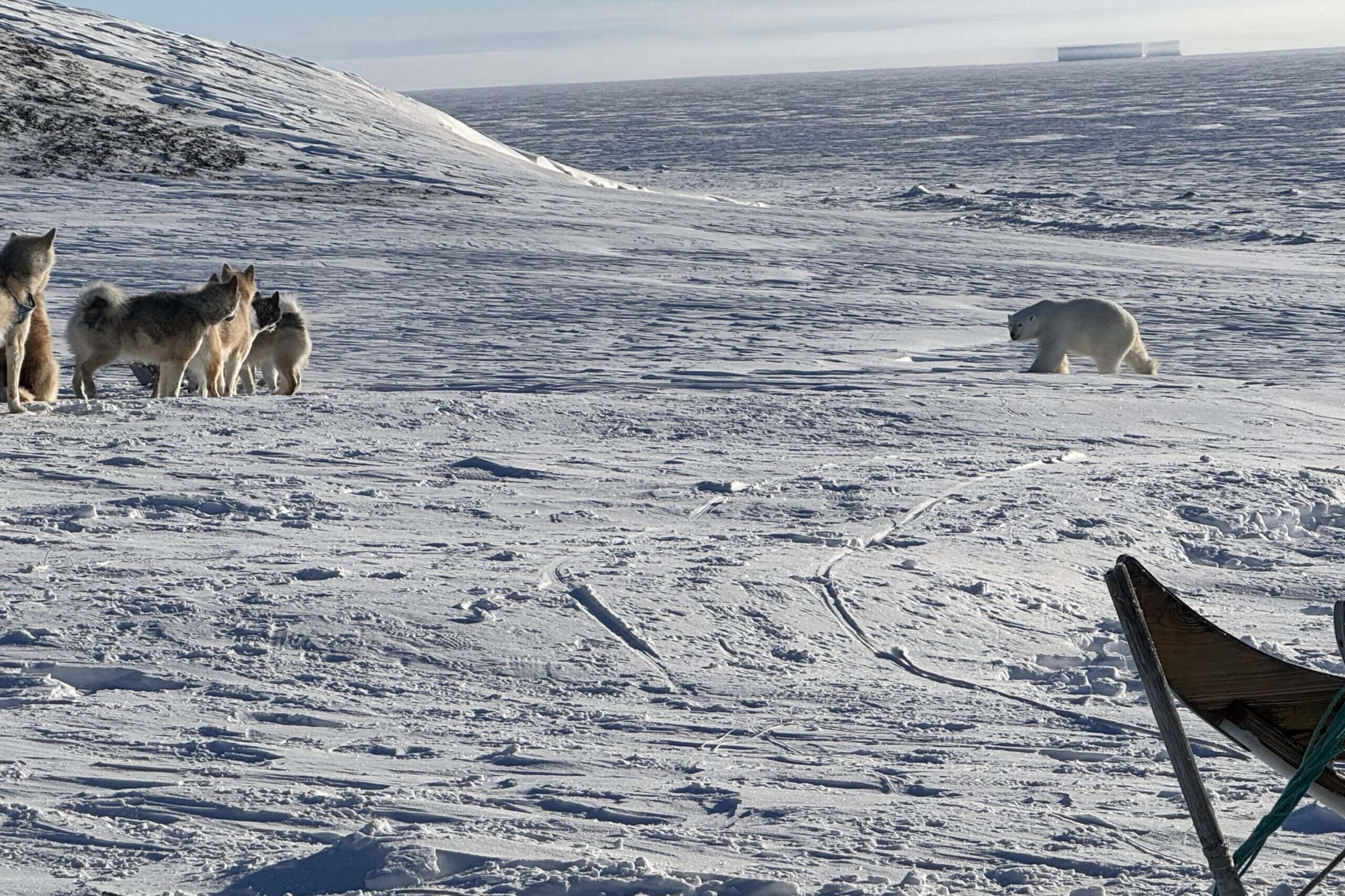 A polar bear spotted in close proximity to the camp for the day.
