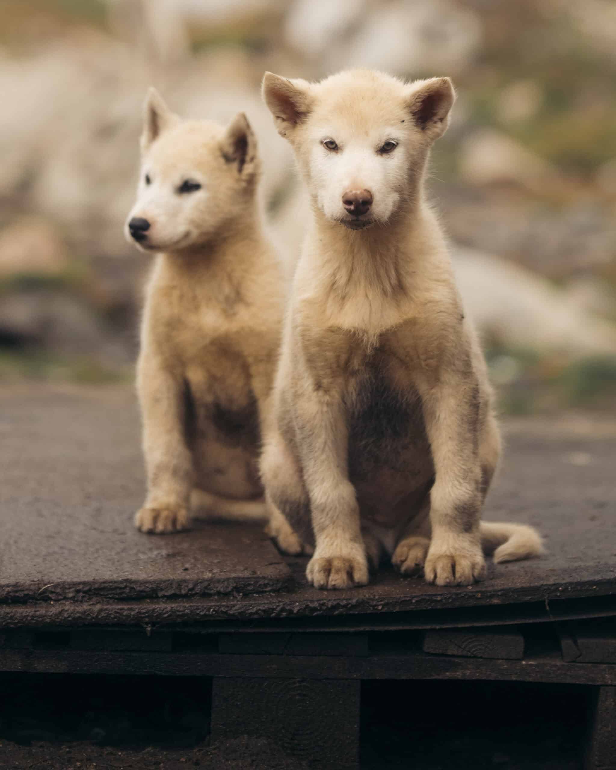 Greenland dog litters run four to nine puppies, several times per year and are raised together until they're old enough to be chained at six months.