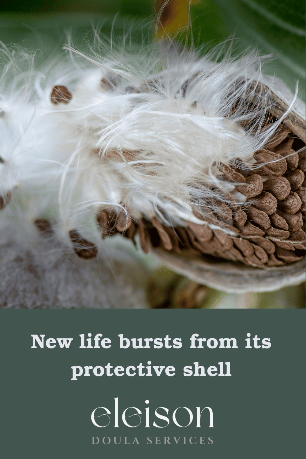 Macro close up of a seed pod with the caption "New life bursts from its protective shell" and Eleison Doula Services logo