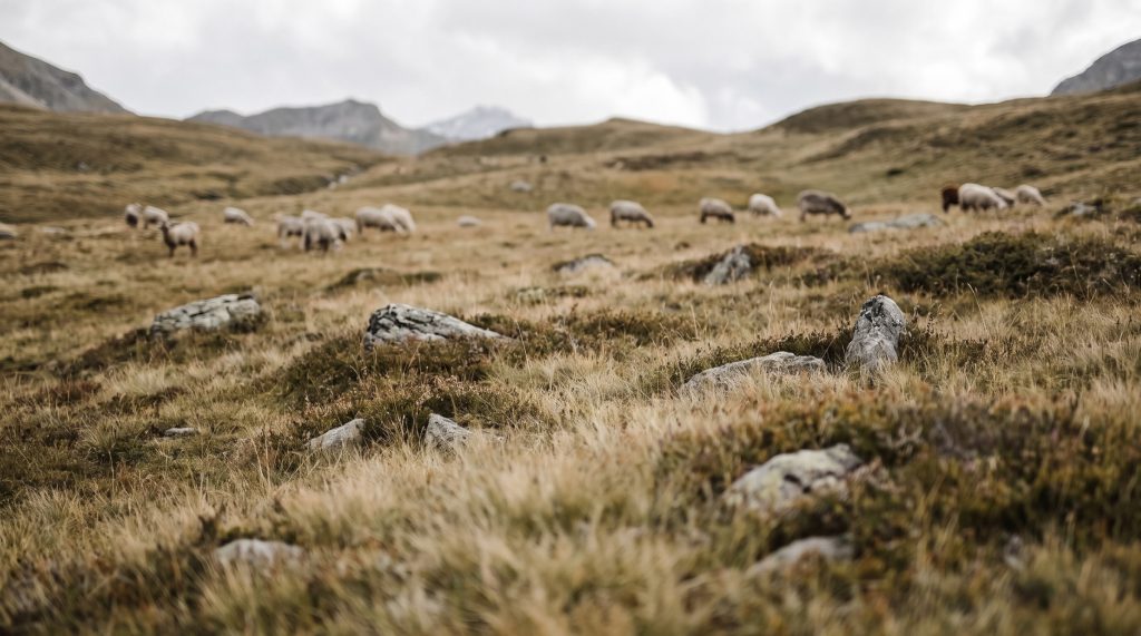 Wolle/Walk aus kontrolliert biologischer Tierhaltung (kbT)