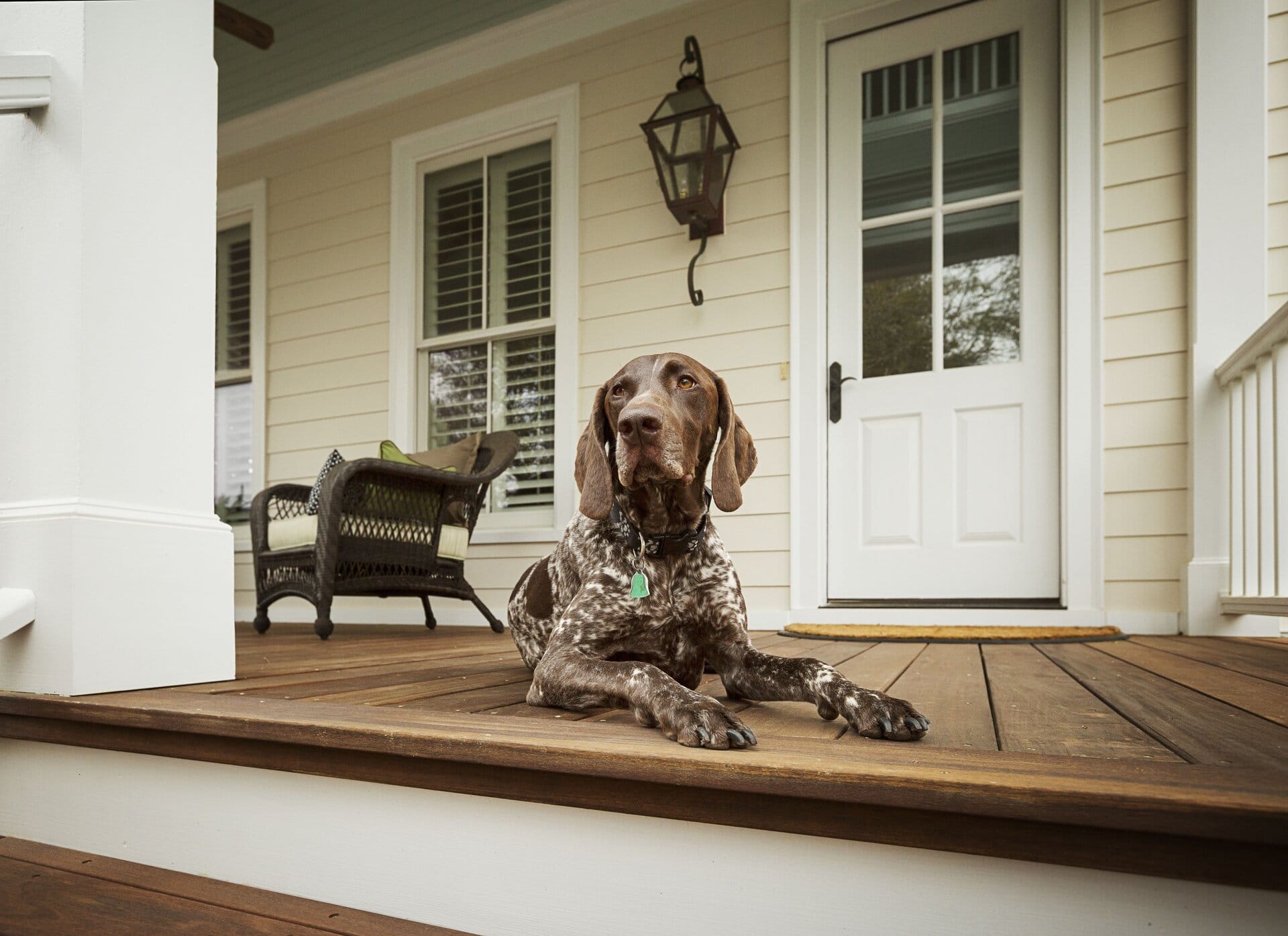 High-quality image of a deck with a German Shorthaired Pointer dog lying down, showcasing durable roofing and siding, ideal for home exterior improvements by Elevated Roofing and Siding.