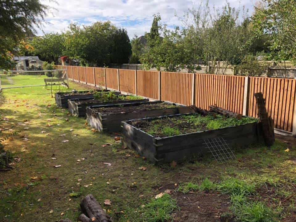 Raised garden beds with wooden borders in a backyard garden setting.