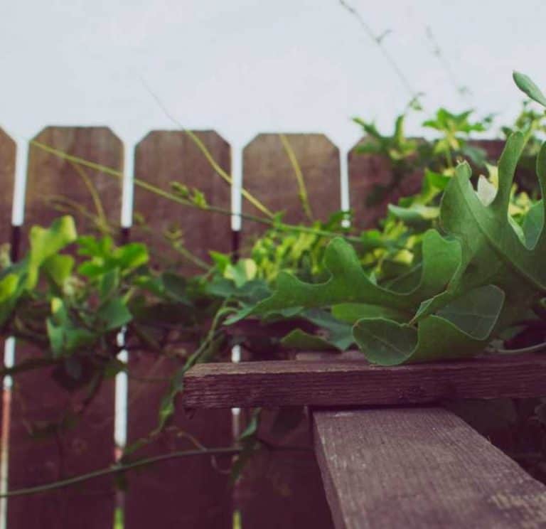 Wooden garden fence with climbing greenery and plants.
