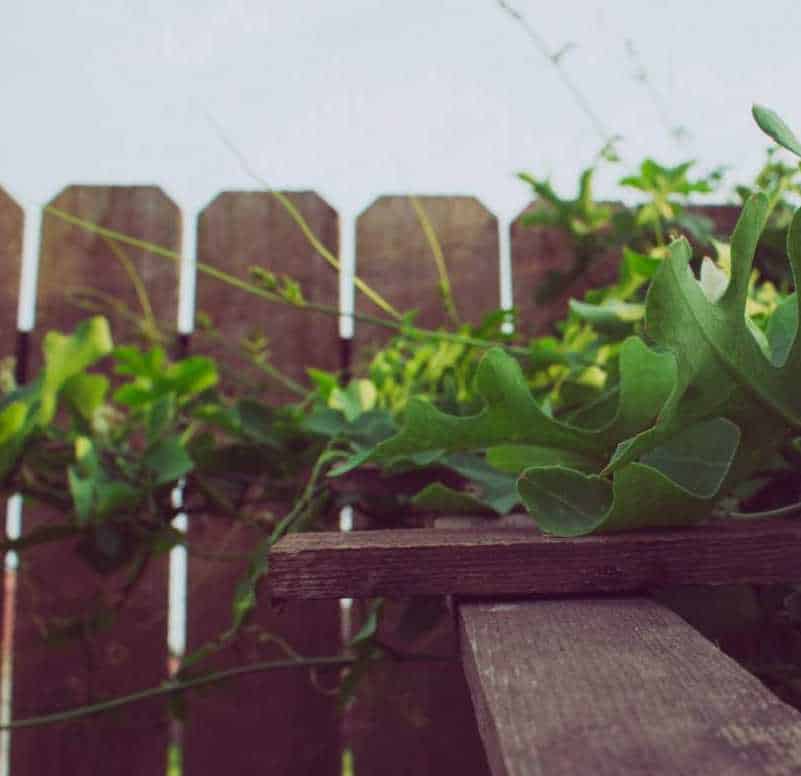 Wooden garden fence with climbing greenery and plants.