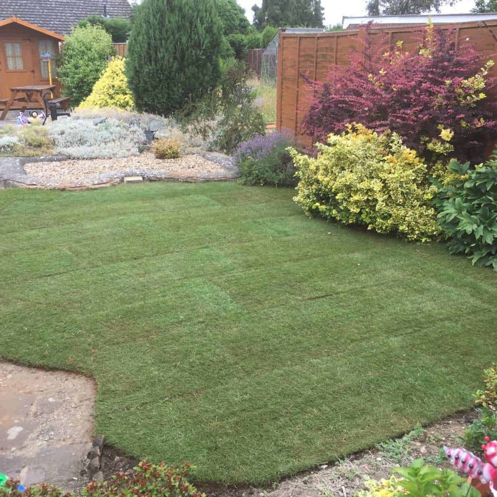 Newly laid garden lawn with colourful shrubs and trees in Suffolk.