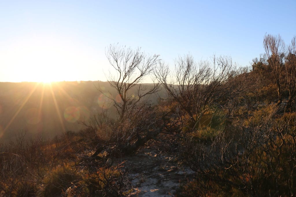 The sun is setting to the left of the image with a couple of bare trees on the right side, branches pointing to the sky