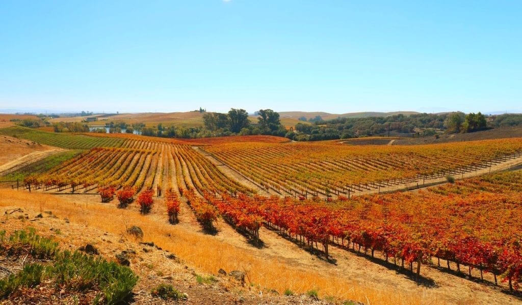 Red grapevines lined up along a hill with blue sky above