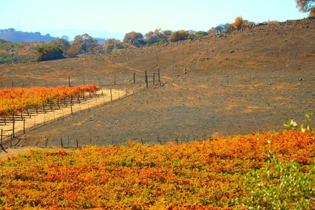 The picture depicts grapevines growing halfway up a hill with the top half of the hill charred and blackened from a recent fire.