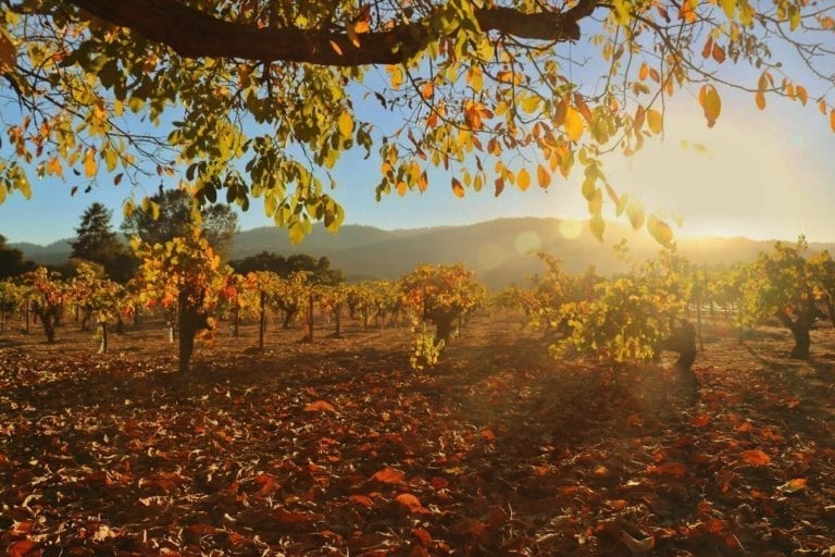 Napa Valley in October - Emma Jane Explores