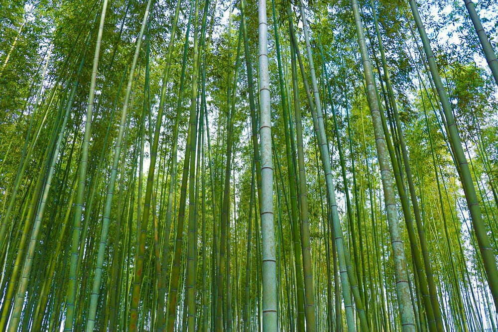 Three Days In Kyoto