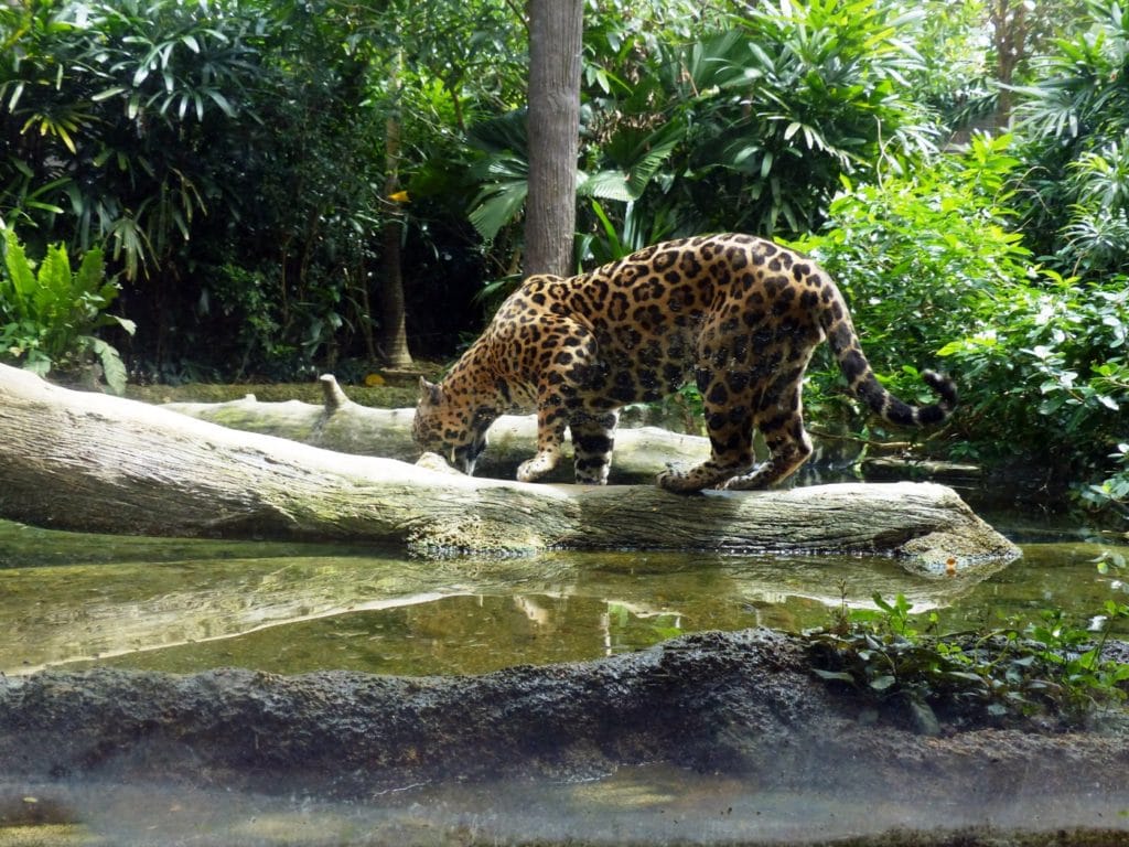 Things To Do On A Singapore Stopover - Emma Jane Explores